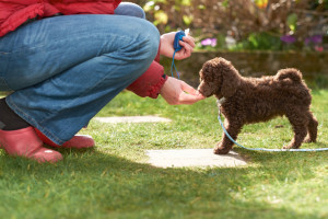 Miniature Poodle Puppy Training