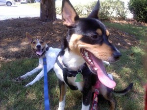 Leash Training in Clovis, CA