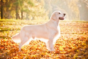 beautiful golden retriever autumn portrait