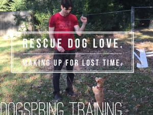 rescue dog love dogspring photo