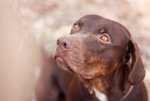 labrador retriever training Fresno