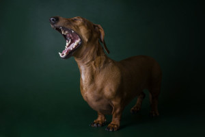 dachshund training fresno clovis