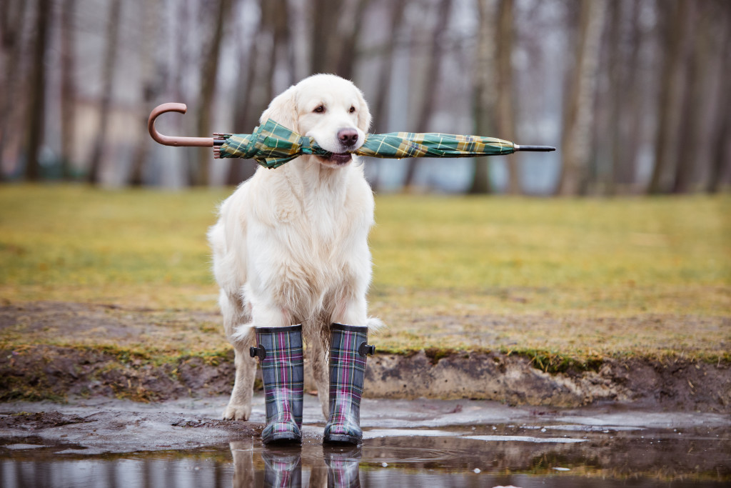 8 Ways to Stay Sane When It Rains: Avoiding Crazy Wet Dogs ...