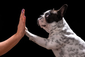 french bulldog training fresno clovis