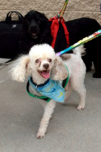 poodle training fresno