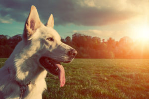 German Shepherd Training Fresno CA