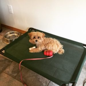 clovis maltipoo puppy training