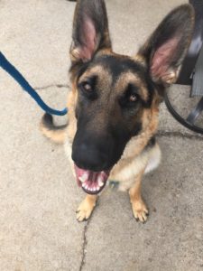 german shepherd puppy training in Clovis