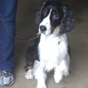 springer spaniel training clovis