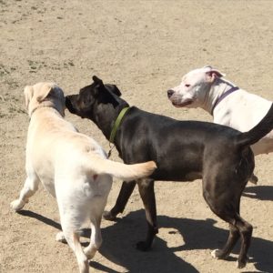 Clovis Dog Parks