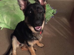 Clovis German Shepherd Dog Training