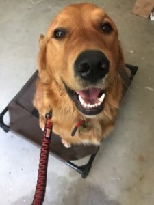 golden retriever training fresno