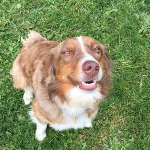 Aussie Dog Training in Clovis