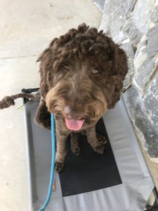 labradoodle training in Clovis, California