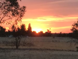 Dogspring Training Walk in Clovis, California