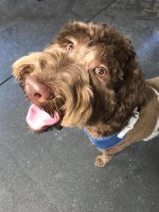 Potty Training Labradoodle Fresno