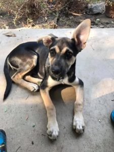 australian shepherd german shepherd puppy training Clovis CA