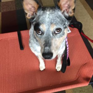 Australian Cattle Dog Training in Fresno Clovis CA