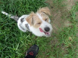 jack russell terrier training in Fresno Clovis, CA