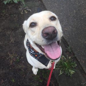 Lab Retriever Training Fresno Clovis CA