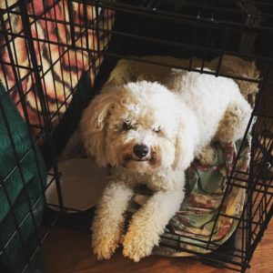 miniature poodle crate training Fresno Clovis CA