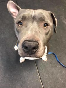 Pit bull training at Dogspring Training Clovis