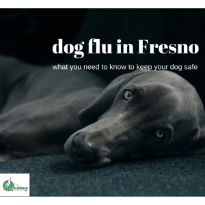 Dog Flu in Fresno