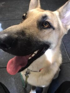 Fearful German Shepherd dog learning to focus in Clovis, CA