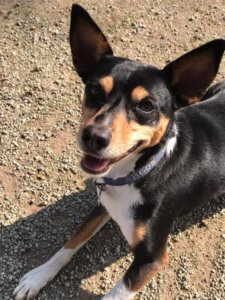 Border Collie mix training in Clovis, CA