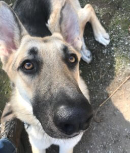 german shepherd dog obedience training in Clovis, CA