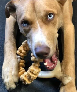 Husky mix in Clovis learning proper chewing behavior