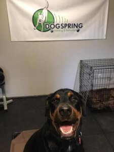 rottweiler training at dogspring training in Clovis