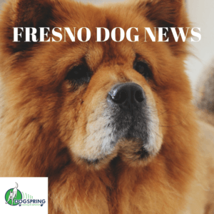 Fresno Dog Training and News