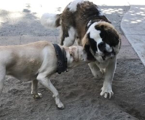 lab saint bernard dog socialization fresno