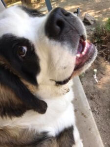 saint bernard attention training clovis