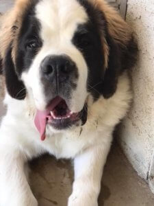 saint bernard puppy down stay dogspring training clovis