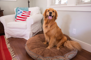 Golden retriever training Sanger, CA