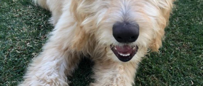 Golden doodle puppy training at Dogspring Training, Fresno & Clovis