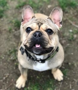 French bulldog training Fresno