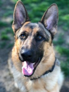 German Shepherd Training Fresno