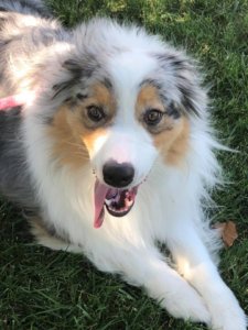 Australian shepherd training Fresno