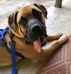 Cane Corso Training Fresno