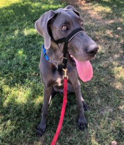 GreatDane Puppy Training Fresno