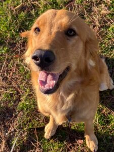 Best Golden Retriever Training Fresno