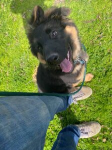 puppy classes Fresno and Clovis